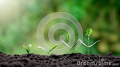 Small trees of different sizes on a green background. Stock Photo