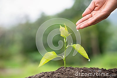 Small trees are growing, hands to care for and watering. Concept of environmental conservation and global warming reduction Stock Photo
