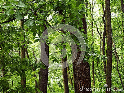 Small trees in the woods Stock Photo