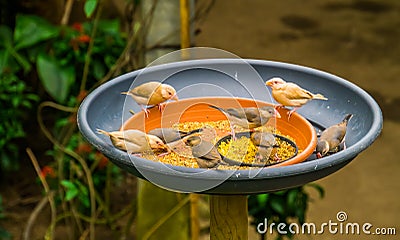 Small tropical birds sitting in a feeding tray eating seeds, bird feeding solutions, keeping and taking care of exotic birds Stock Photo
