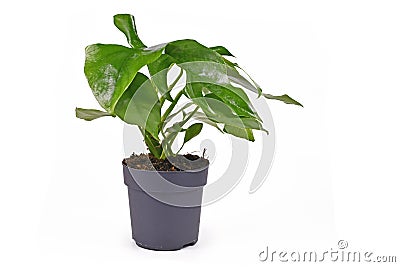 Small tropical `Rhaphidophora Tetrasperma` houseplant with leaves with holes in pot on white background Stock Photo