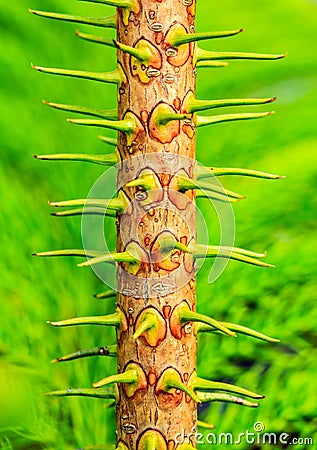 Small trunk of Tiered pine Stock Photo