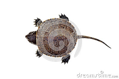 Small turtle Stock Photo