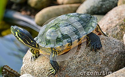 Small turtle with black and yellow stripes standing on the stone with butterfly Stock Photo