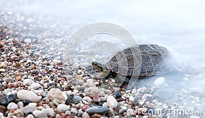 Small turtle crawling in sea waves Stock Photo