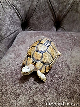 A small turtle with a healed broken part of its shell, the turtle's shell is bone, and like any other broken bone, a healed Stock Photo