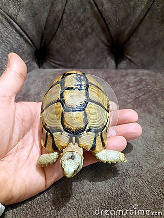 A small turtle with a healed broken part of its shell, the turtle's shell is bone, and like any other broken bone, a healed Stock Photo