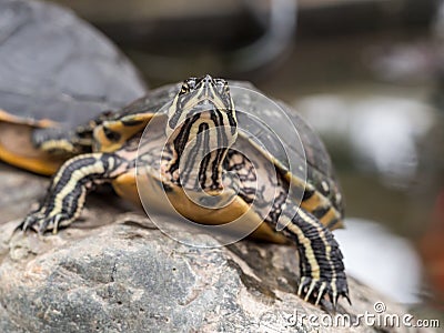 Small turtle staring at camera Stock Photo