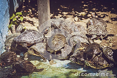 Small turtles climbed on each other Stock Photo