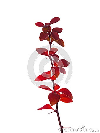 Small twig with red autumn leaves of Berberis thunbergii isolated on white Stock Photo
