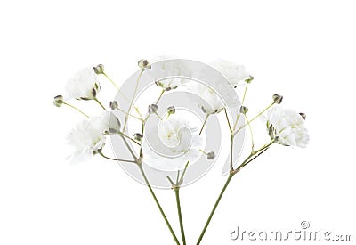 Small twigs with flowers of Gypsophila isolated on white background Stock Photo
