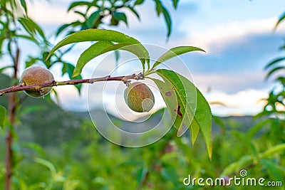 Small unripe apricots fruits riping on apricot tree in spring Stock Photo