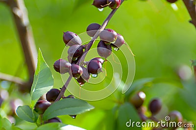 Small unripe apricots fruits riping on apricot tree in spring Stock Photo