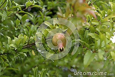 Small unripe wild pomegranate on a tree against a background of green foliage Stock Photo