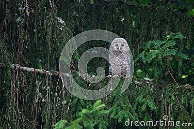 Small Ural owl, Strix uralensis, fluffy chick in boreal forest. Estonian nature. Stock Photo