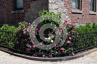 Small Urban Corner Garden with Pink Rose Bushes along an Old Brick Apartment Building in Astoria Queens New York Stock Photo