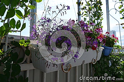 Small urban garden on the open balcony. Container with blooming lobelia and pelargonium hanging from the railing Stock Photo