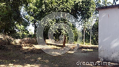 Small village seen in side of a home where somes trees are there & a tubewekl is also there Stock Photo