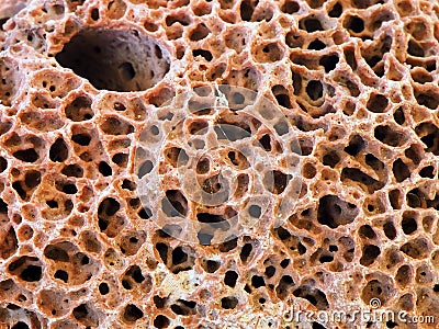 Close Up Detail Small Volcanic Rock From Ocean Stock Photo