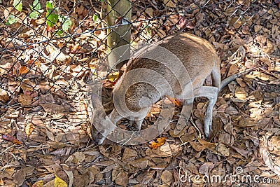 Small Wallaby eating vegetables from the ground Stock Photo