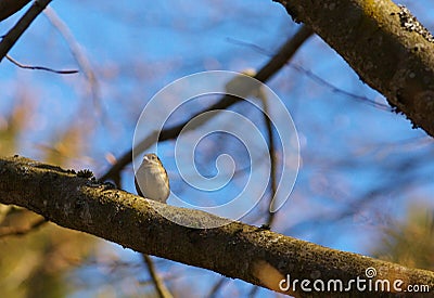 Small warbler on the branch Stock Photo