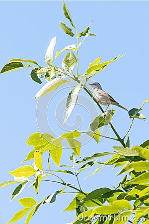 A small warbler sits Stock Photo