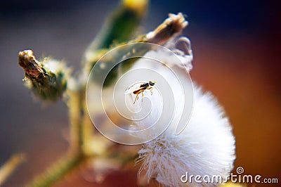 Small wasp in dandelion flower Stock Photo