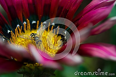 A small wasp on a flower Stock Photo