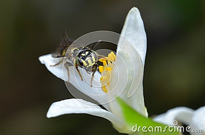 A small wasp Stock Photo