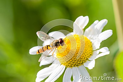 Small wasp just landed on small flower Stock Photo