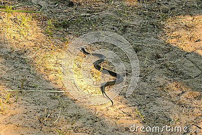 Small water snake at asphalt Stock Photo