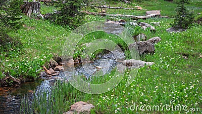 Small water stream passing through a meadow in Uinta Wasatch national forest Stock Photo