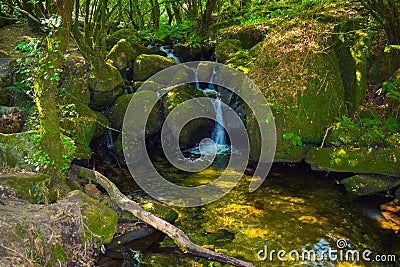 Small waterfall in middle of a forest. Pure nature Stock Photo