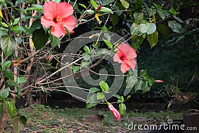 Small Waterfall near Kathmandu Stock Photo