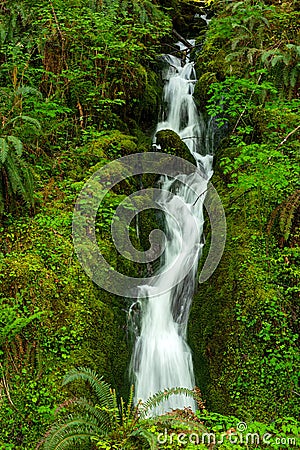 A Small Waterfall in the Olympic Nation Forest, Washington, USA Stock Photo