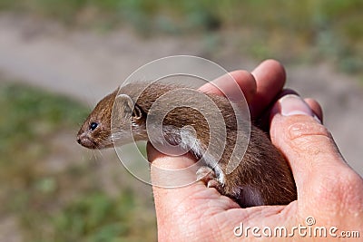 Small weasel Stock Photo