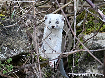 A small weasel (mustela nivalis) predator in the wild Stock Photo