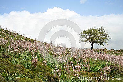 Small weathered highland tree with wall of white clouds Stock Photo