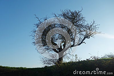 Small Weathered Tree Stock Photo