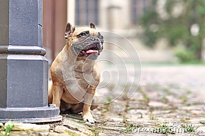 Small well behaved fawn French Bulldog dog sitting in city street with blurry background Stock Photo