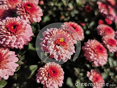 pink crimson oak flowers in the garden. Stock Photo