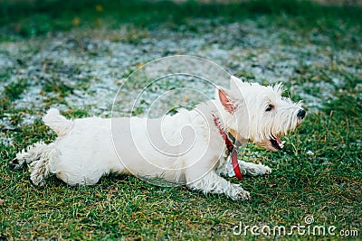 Small West Highland White Terrier - Westie, Westy Stock Photo