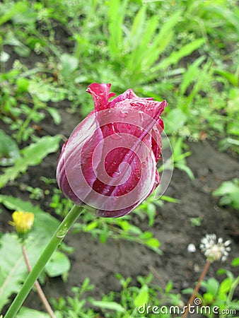 A small wet crimson tulip Stock Photo