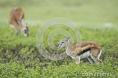 Baby Thompson`s gazelle standing in green bush in the rain in Ngorongoro Crater in Tanzania Stock Photo