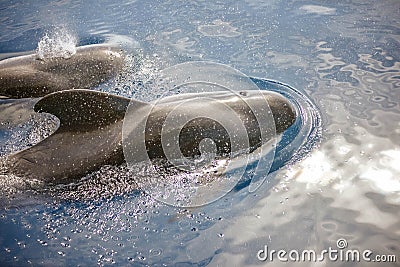 Observation of pilot whales in tenerife in the canary islands Stock Photo