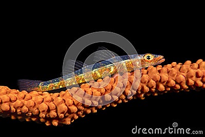 Whip coral goby Stock Photo