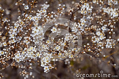 small white aroma flowers and buds on thin twigs of old sour cherry tree in generous blossom shine in the sun Stock Photo