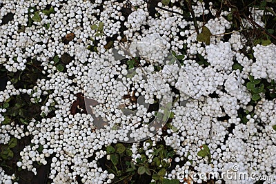 Small white balls of styrofoam on grass with twigs and leaves Stock Photo