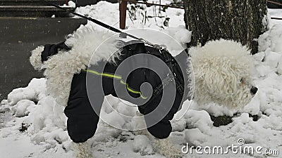 Small white Bichon Frise in winter jacket lifted his leg and peed on the snow in the street Stock Photo