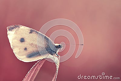 Small white butterfly genus Pieridae sitting on dewy grass. Stock Photo